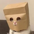Official Anonymous Cat logo