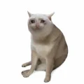 Official Cash Cat logo