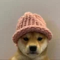 Official dogwifhat logo